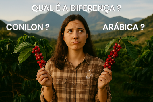 Cafés do Brasil: o que diferencia Arábica, Conilon e Robusta?